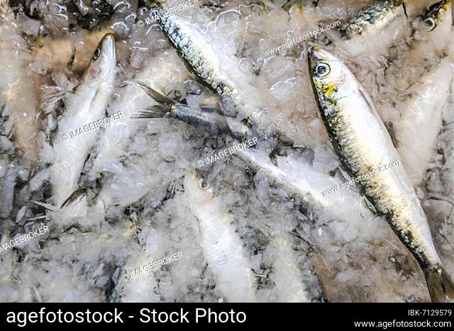 Fresh sardines sold on the traditional market in Zambujeira do Mar, Alentejo, Portugal, Europe