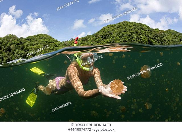 Schwimmen zwischen Quallen, Mastigias papua etpisonii, Quallensee, Mikronesien, Palau, Swimming with Jellyfishes, Mastigias papua etpisonii, Jellyfish Lake