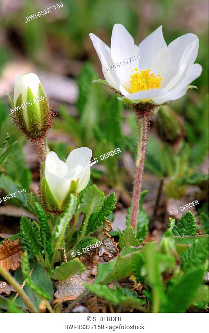 mountain avens (Dryas octopetala), blooming, Italy, South Tyrol, Naturpark Fanes