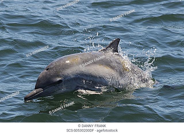 short beaked common dolphin delphinus delphis calf surfacing, Monterey bay national marine sanctuary, california, usa, east pacific ocean