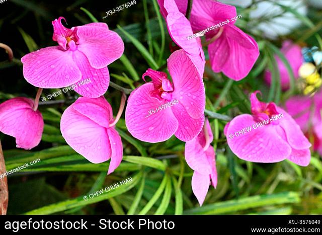 Orchid Flower in the garden, Doritaenopsis, is an intergeneric hybrid between the orchid genera doritis and phalaenopsis, borneo, asia