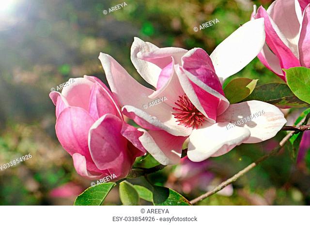 Pink Magnolia (Magnolia liliiflora.) or Tulip tree in botanical garden