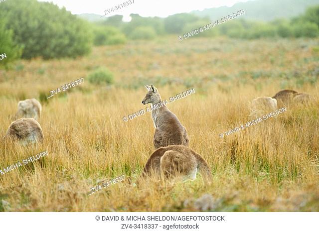 Close-up of eastern grey kangaroos (Macropus giganteus) wildlife on a meadow in Australia