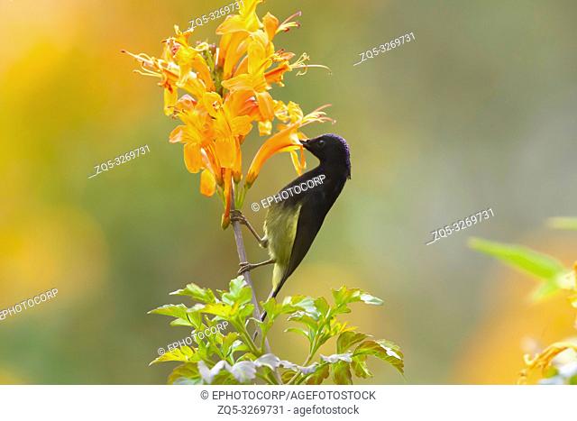 Black throated sunbird, Aethopyga saturata, Sattal, Nainital, Uttarakhand, India