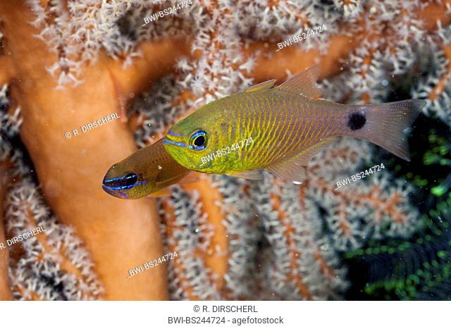 Golden Cardinalfish (Apogon aureus), two fishes swimming side by side in a coral reef, Indonesia, Western New Guinea, Raja Ampat