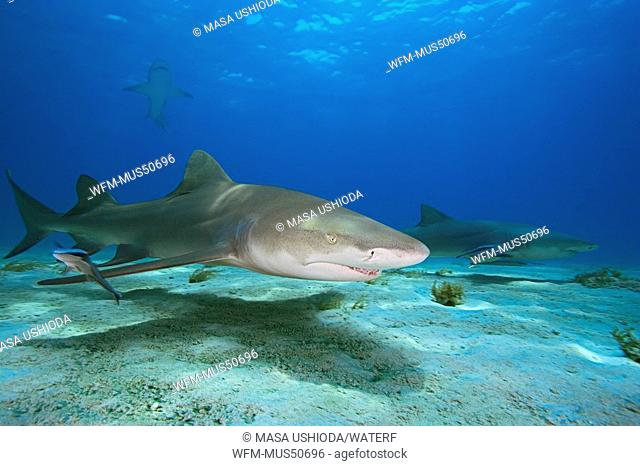 Lemon Shark, Negaprion brevirostris, Atlantic Ocean, Bahamas