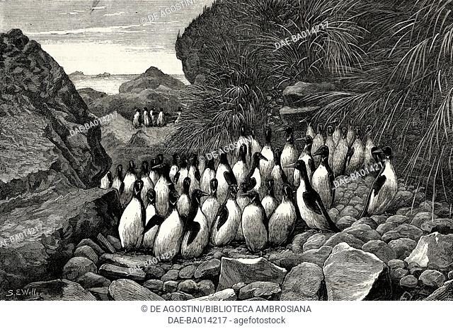 Penguins at Inaccessible Island, Tristan da Cunha, United Kingdom, the Challenger expedition, illustration from the magazine The Graphic, volume XIV, no 366