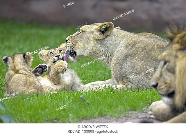 Indian Lions pair and young Panthera leo persica Asiatic Lion