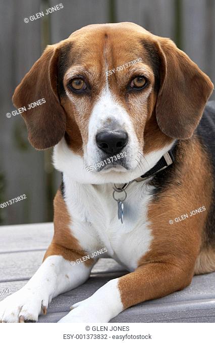 a beagle