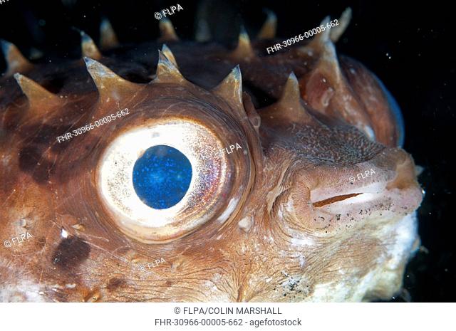 Orbicular Burrfish (Cyclichthys orbicularis) adult, close-up of head, Lembeh Straits, Sulawesi, Sunda Islands, Indonesia, November