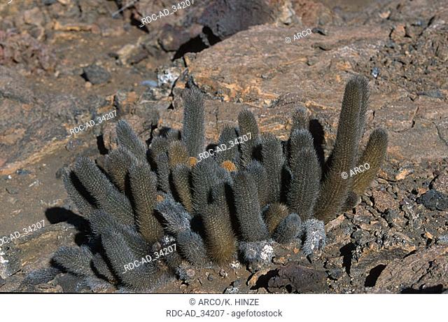 Lava Cactus Bartolome Island Galapagos Islands Ecuador Brachycereus nesioticus