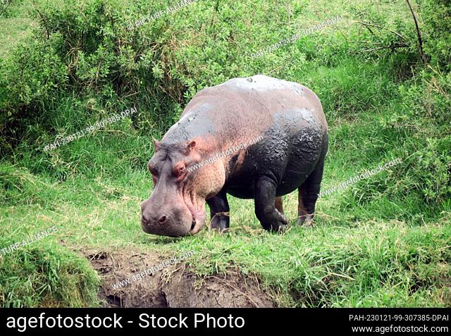 23 September 2022, Tanzania, Nyabogati: A hippopotamus (Hippopotamus amphibius) stands on the bank of a river in Serengeti National Park