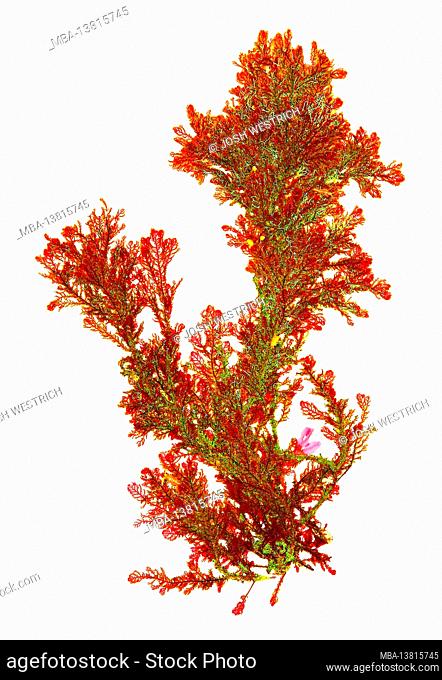 Plumaria plumosa (Hudson) Kuntze, red alga (Rhodophyceae)