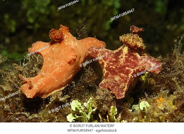 Two T-bar Sea Slugs, Ceratosoma tenue, Lembeh Strait, North Sulawesi, Indonesia