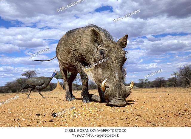 Common warthog (Phacochoerus africanus) - Okonjima Nature Reserve, Namibia, Africa