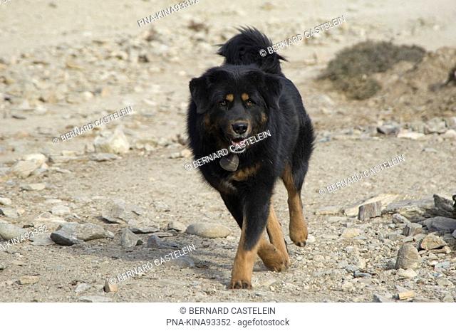 Dog, Tibetan Mastiff Canis domesticus - Syangboche, Himalaya, Mustang, Nepal, Asia