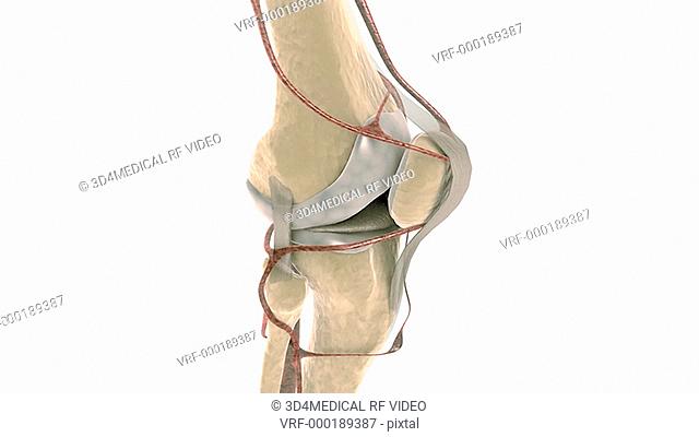 Animation depicting a rotation of the anatomy of the knee joint