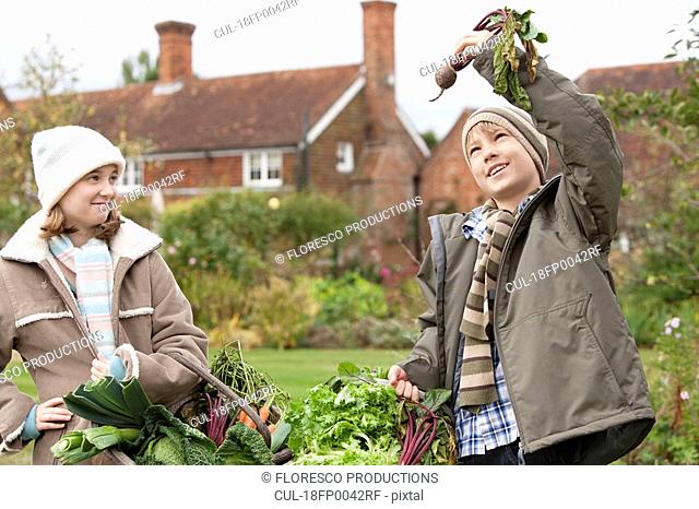 Children picking vegetables from garden