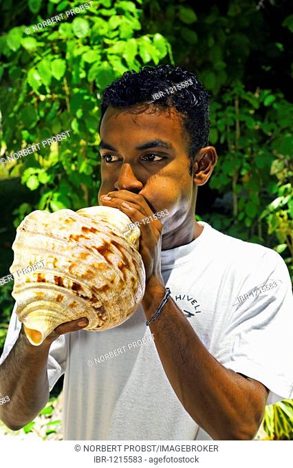 Maldivian blowing Triton's trumpet shell, Maldive island, South Malé Atoll, Rihiveli, Maldives, Asia, Indian Ocean