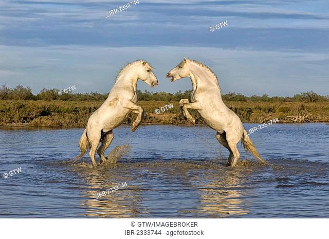 Camargue horses, stallions, fighting in the water, Bouches du Rhône, France, Europe