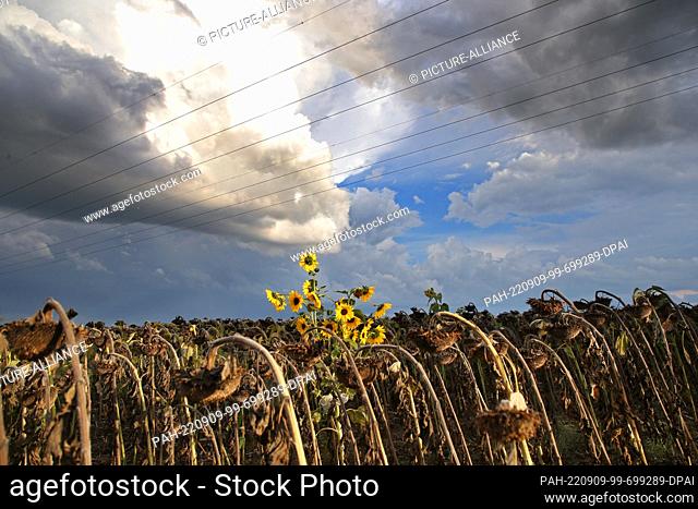 09 September 2022, Brandenburg, Biesdorf: In the middle of a field of dried sunflowers, near Berlin, at temperatures around 25 degrees Celsius