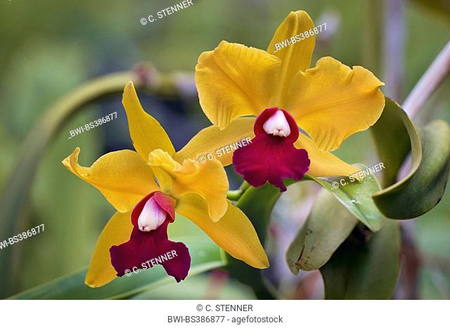 Cattleya orchid (Cattleya spec.), flower