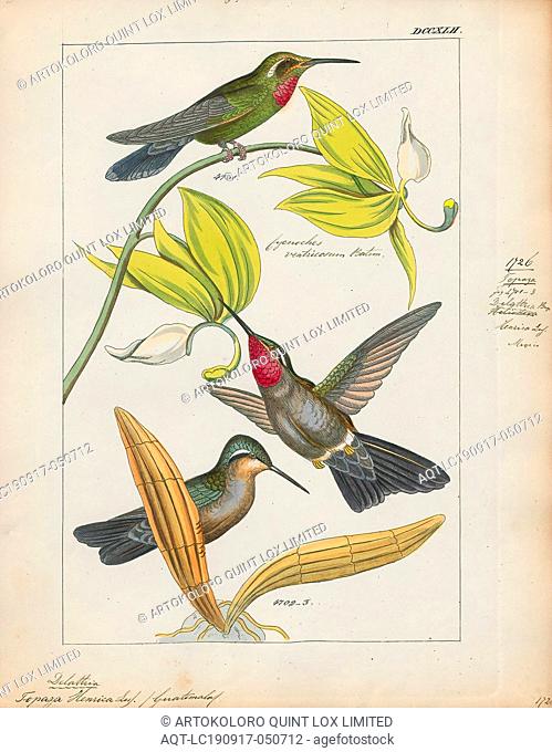 Topaza henrica, Print, Topaz (hummingbird), The topazes are two species of hummingbirds in the genus Topaza. They are found in humid forests in the Amazon Basin