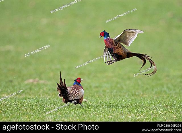 Common pheasant / Ring-necked pheasants (Phasianus colchicus) two territorial cocks / males fighting in field during the breeding season in spring
