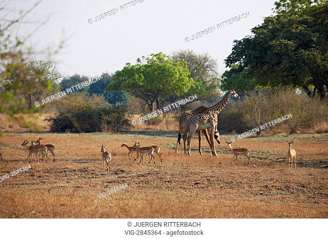 ZAMBIA, SOUTH, 01.10.2010, Thornicroft Giraffe, Giraffa camelopardalis thornicrofti, South Luangwa National Park, Zambia, Africa - South, Zambia, 01/10/2010