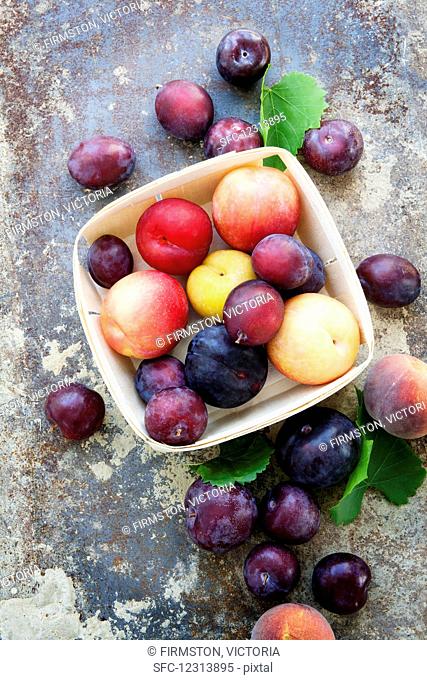 A variety of different plums, some in a wooden punnet on a distressed background