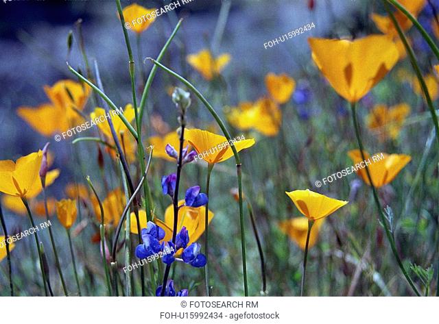 wildflowers, valley, poppies, poppy, california, yosemite
