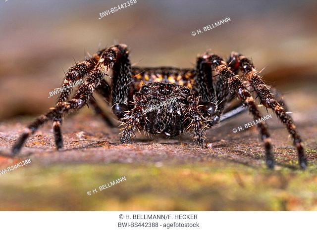 Crevice spider, Walnut Orb-Weaver Spider, Walnut orb weaver spider, Walnut Orb Weaver (Nuctenea umbratica, Araneus umbraticus), portrait, Germany