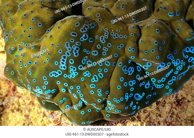 Giant clam close up showing the bright blue light-sensitive spots, Great Barrier Reef, Queensland, Australia