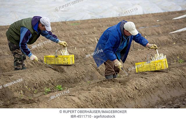 Asparagus harvest, asparagus field, workers cutting asparagus, asparagus farm Schulte-Scherlebeck, Herten, Ruhr district, North Rhine-Westphalia, Germany