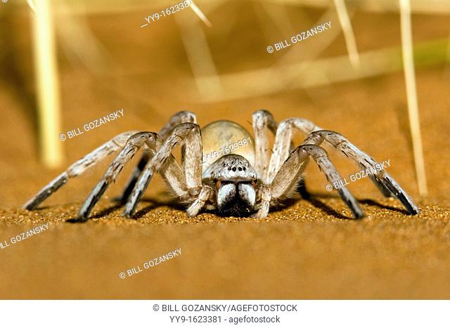Dancing White Lady Spider - Wolwedans - NamibRand Nature Reserve - Hardap Region, Namibia, Africa