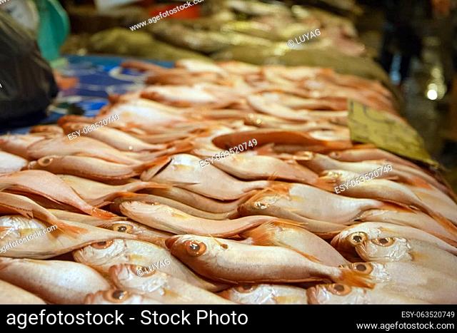 Raw fish at the store counter. A lot of sea fish