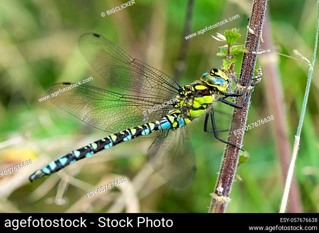 Southern Hawker Dragonfly ( Aeshna cyanea) male in Autumn