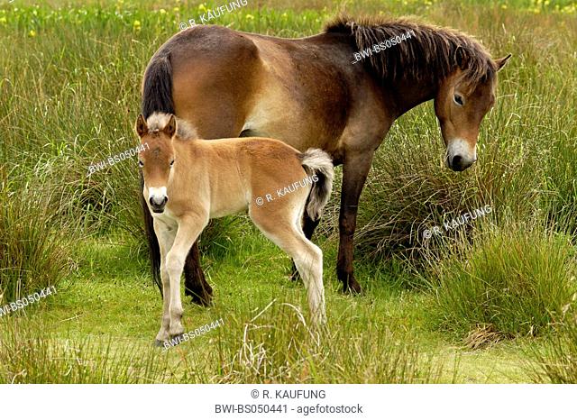 Exmoor pony (Equus przewalskii f. caballus), Netherlands, Texel