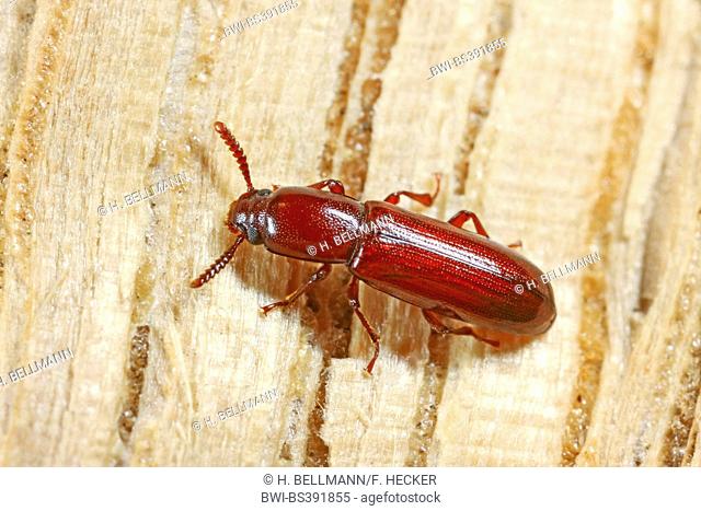 Darkling Beetle (Corticeus unicolor, Hypophloeus unicolor, Hypophloeus castaneus), on wood, Germany