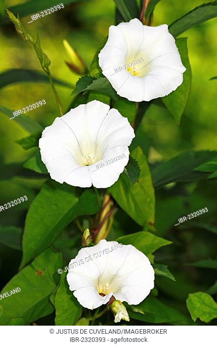 Flowering Hedge Bindweed or Lady's Nightcap (Calystegia sepium ssp. sepium, Convolvulus sepium)