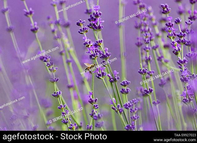 RUSSIA, REPUBLIC OF CRIMEA - JUNE 19, 2023: A bee is seen in a lavender field of Crimea's Research Institute of Agriculture in the village of Krymskaya Roza