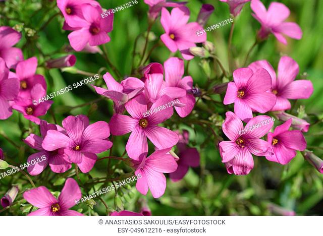 Oxalis articulata - pink oxalis - Oxalis articulata, Crete