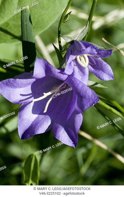 Harebell, Campanula rotundifolia. Bluebell. Pernnial herbaceous violet blue bell flower. Spreads by seed and rhizomes. Flower from June-November