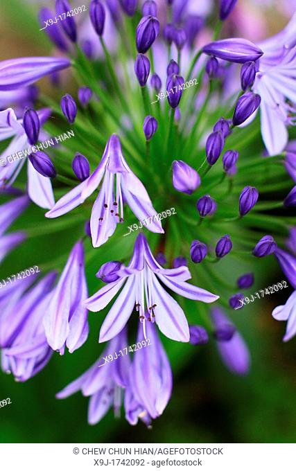 African blue lily Agapanthus
