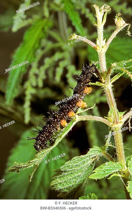 peacock moth, peacock (Inachis io, Nymphalis io), caterpillar feeding on a nettle leaf, Germany