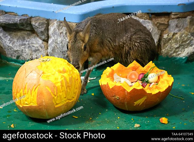 RUSSIA, NOVOSIBIRSK - OCTOBER 29, 2023: A Patagonian mara eats pumpkins at Novosibirsk Zoo. Kirill Kukhmar/TASS