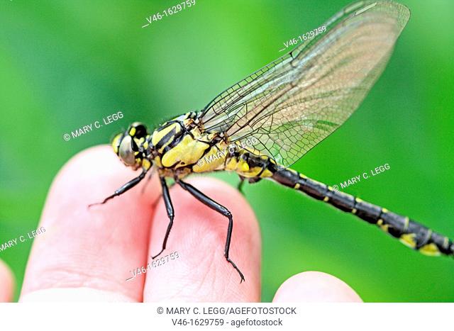 Emerging Common Clubtail, Gomphus vulgatissimus on photographer's hand Severe wing damage  Males will turn green as they mature  From back above  Females remain...