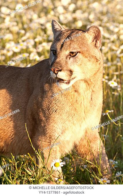 Mountain lion, Felis Puma concolor, native to Canada, the USA, Mexico, Central and South America