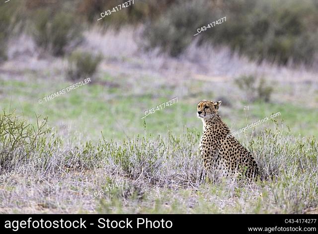 Cheetah (Acinonyx jubatus). Female. Looking out for prey. Kalahari Desert, Kgalagadi Transfrontier Park, South Africa