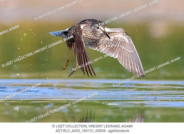 Wood Sandpiper flying over the mud near Florence, Italy. April 2017., Wood Sandpiper, Tringa glareola